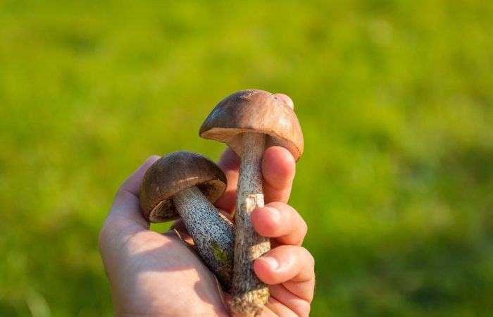 Отруєння грибами: профілактика і перша допомога